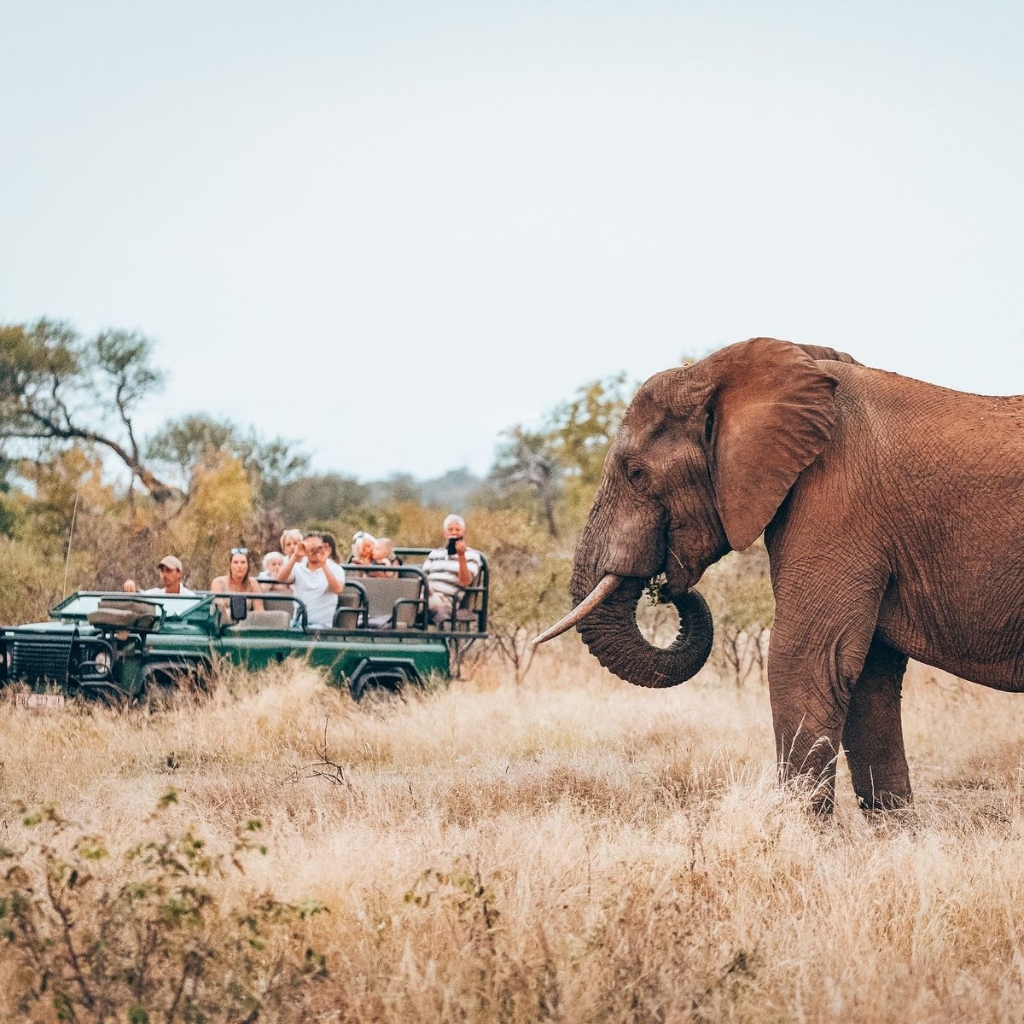 Trippy Travels - Masai Mara - Guided Game Drive Travel Experience Guided Game Drive in Masai Mara for Trippy Travels destination guide and curated itinerary