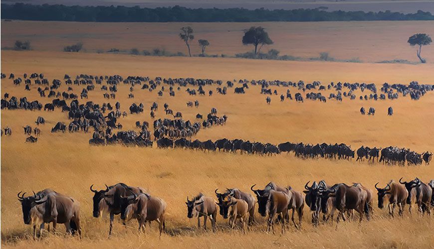 Trippy Travels - Masai Mara - The Great Migration Travel Experience The Great Migration in Masai Mara for Trippy Travels destination guide and curated itinerary