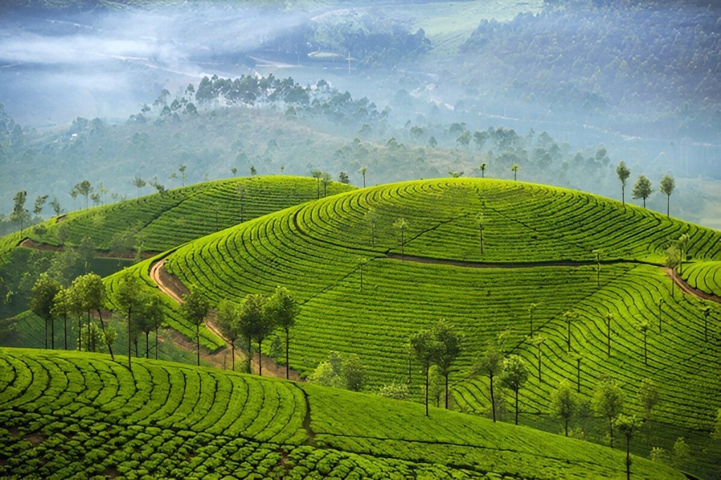 Trippy Travels - Kerala - Munnar Tea Plantations Travel Experience Munnar Tea Plantations in Kerala for Trippy Travels destination guide and curated itinerary
