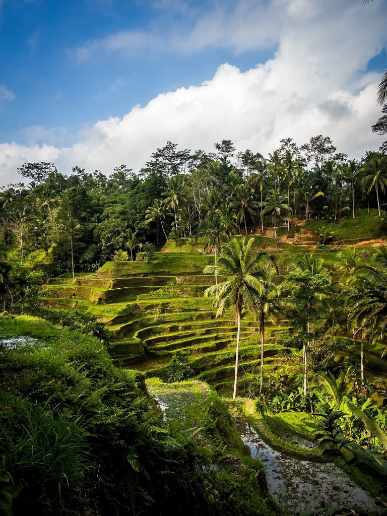 Trippy Travels - Bali - Tegalalang Rice Terrace Travel Experience Tegalalang Rice Terrace in Bali for Trippy Travels destination guide and curated itinerary