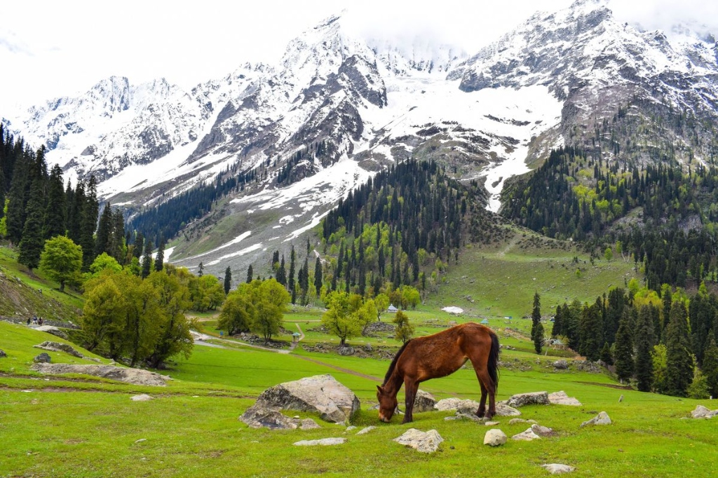 Thajiwas Glacier in Kashmir for Trippy Travels destination guide and curated itinerary